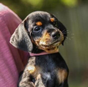 Rainier -  Dachshund Dog for Adoption in Cumming, Georgia - Rainier | PetCurious