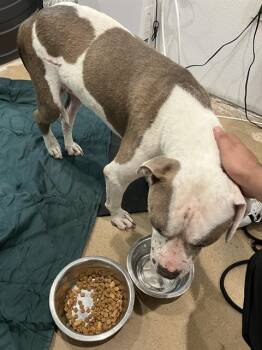 MARA -  Mixed Breed Dog for Adoption in Dallas, Texas - MARA | PetCurious