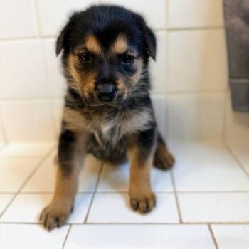 Sassy -  German Shepherd Dog Dog for Adoption in Fosters, Alabama - Sassy | PetCurious