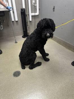 Poodle and Mixed Breed Dogs Available for Adoption - FRANK FOOTER | PetCurious