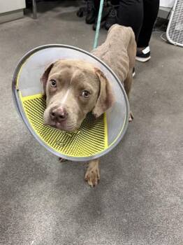 Pit Bull Terrier Dogs Available for Adoption - LEO | PetCurious