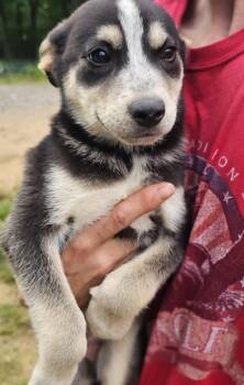 German Shepherd Dog Dogs Available for Adoption in Fort Payne, Alabama - Yarrow | PetCurious