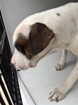 Staffordshire Bull Terrier and Mixed Breed Dogs Available for Adoption - REX | PetCurious