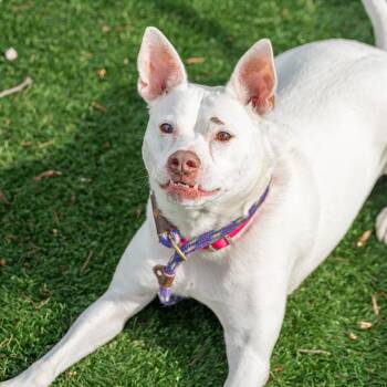 Mixed Breed Dogs Available for Adoption - Lani | PetCurious