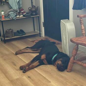 Naomi -  Rottweiler Dog for Adoption in Wichita, Kansas - Naomi | PetCurious
