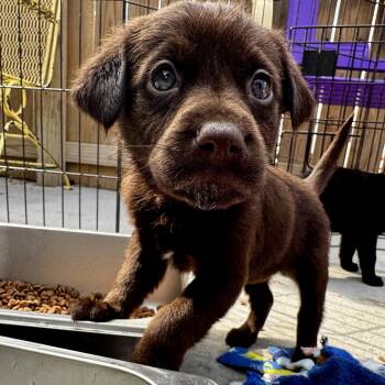Labrador Retriever and Mixed Breed Dogs Available for Adoption - Snoodles | PetCurious