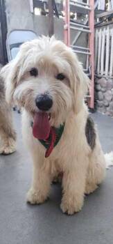 Winston -  Old English Sheepdog Dog for Adoption in Ventura, California - Winston | PetCurious