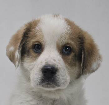 Golden Retriever and Australian Cattle Dog Blue Heeler Dogs Available for Adoption - Oliver | PetCurious