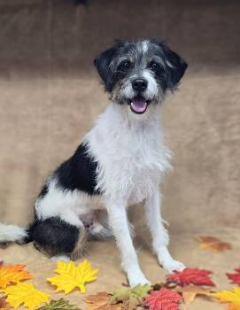 Jimmy -  Shih Tzu and Miniature Poodle Dog for Adoption - Jimmy | PetCurious