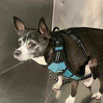 Chihuahua Dogs Available for Adoption - Dexter | PetCurious