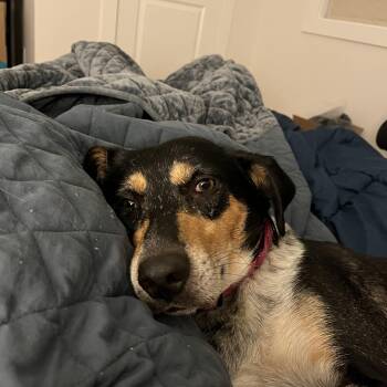 Sweetie -  Australian Cattle Dog Blue Heeler and Mixed Breed Dog for Adoption in Rock Hill, South Carolina - Sweetie | PetCurious