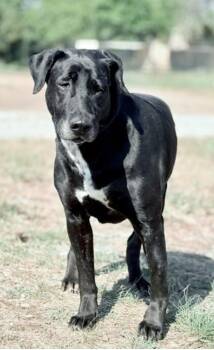 Rescue Labrador Retriever Dogs for Adoption in Justin, Texas - *Ayomi | PetCurious