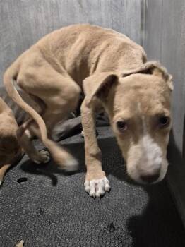 A811667 -  American Staffordshire Terrier Dog for Adoption in San Antonio, Texas - A811667 | PetCurious