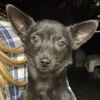 Rescue Chihuahua Dogs for Adoption in Larkfield-wikiup, California - Nino | PetCurious