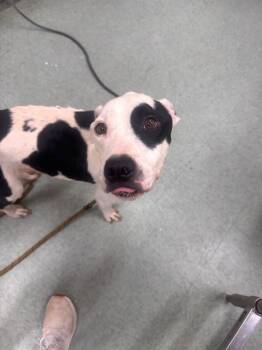 Pit Bull Terrier Dogs Available for Adoption - Petey | PetCurious