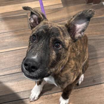 Major Tom -  Pit Bull Terrier and Mixed Breed Dog for Adoption in Reno, Nevada - Major Tom | PetCurious