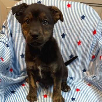 Metallica 6916 -  Australian Cattle Dog Blue Heeler and Mixed Breed Dog for Adoption in Kittanning, Pennsylvania - Metallica 6916 | PetCurious