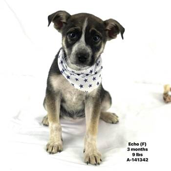 Labrador Retriever Dogs Available for Adoption in Brookshire, Texas - Echo - Local April 24-26 | PetCurious