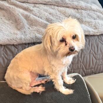 Arbel -  Terrier and Mixed Breed Dog for Adoption in Las Vegas, Nevada - Arbel | PetCurious