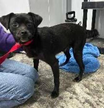 Pugsley -  Pug Dog for Adoption in Scottsburg, Indiana - Pugsley | PetCurious