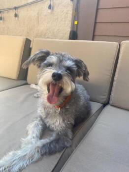 Milo -  Schnauzer and Terrier Dog for Adoption in Los Angeles, California - Milo | PetCurious