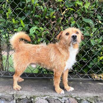 Gadget -  Mixed Breed Dog for Adoption in Keaau, Hawaii - Gadget | PetCurious