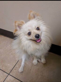 Rescue Pomeranian Dogs for Adoption in Dana Point, California - Mac | PetCurious