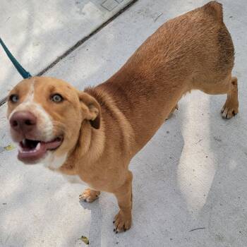 Labrador Retriever and Mixed Breed Dogs Available for Adoption - Carmelo | PetCurious
