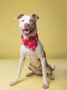 Mixed Breed Dogs Available for Adoption in Atlanta, Georgia - Hendrix | PetCurious