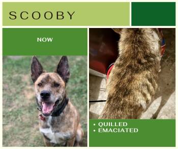 Rescue Mixed Breed Dogs for Adoption in Edmonton, Alberta - Scooby | PetCurious