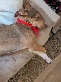 CAMILA -  Catahoula Leopard Dog Dog for Adoption in Broomfield, Colorado - CAMILA | PetCurious