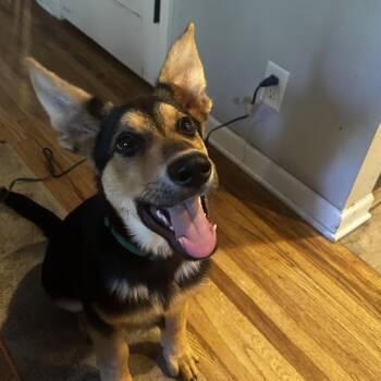 Funnie -  Mixed Breed Dog for Adoption in Sioux Falls, South Dakota - Funnie | PetCurious