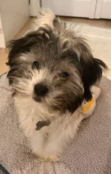 Rescue Havanese Dogs for Adoption in East Hartford, Connecticut - Mickey | PetCurious