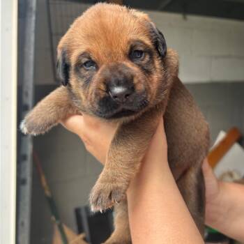 Gracie -  Mixed Breed Dog for Adoption in Bartlett, Tennessee - Gracie | PetCurious
