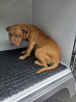 Maisie -  Pit Bull Terrier and Mixed Breed Dog for Adoption in Gastonia, North Carolina - Maisie | PetCurious