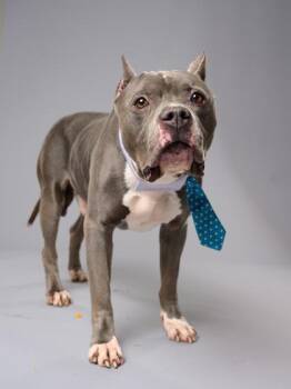Bunty -  Pit Bull Terrier and Mixed Breed Dog for Adoption in Atlanta, Georgia - Bunty | PetCurious