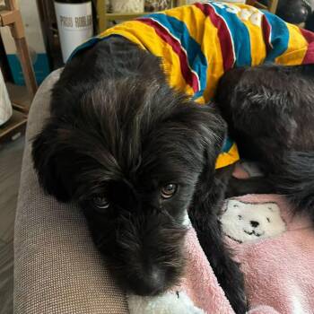 Miniature Schnauzer and Miniature Poodle Dogs Available for Adoption - Kiwi | PetCurious