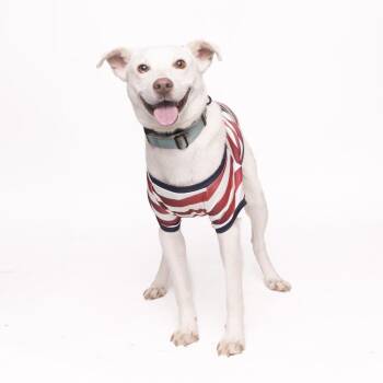 Oreo -  Mixed Breed Dog for Adoption in Franklin, Tennessee - Oreo | PetCurious