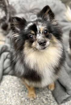 Umka -  Pomeranian Dog for Adoption in Cypress, California - Umka | PetCurious