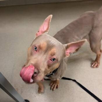 Pit Bull Terrier Dogs Available for Adoption in Lynchburg, Virginia - Turtle | PetCurious