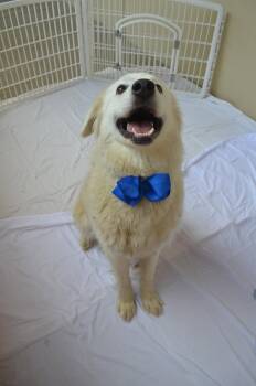 Goal-den -  Great Pyrenees Dog for Adoption in Mckinney, Texas - Goal-den | PetCurious