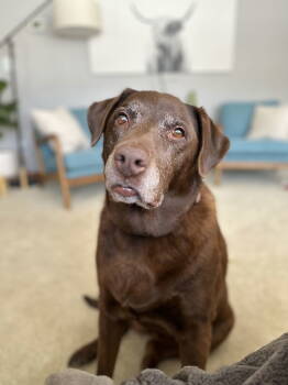 Rescue Labrador Retriever Dogs for Adoption in Estherville, Iowa - Gracie Lou | PetCurious