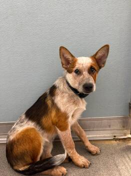Banjo -  Australian Cattle Dog Blue Heeler and Border Collie Dog for Adoption in Seward, Nebraska - Banjo | PetCurious