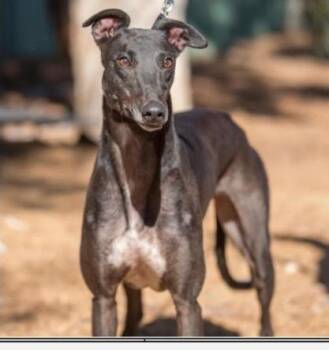 Rescue Greyhound Dogs for Adoption in Allentown, Pennsylvania - Sharp Puzzle | PetCurious