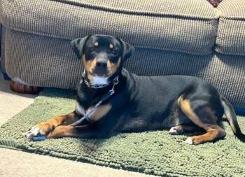 Hound Dogs Available for Adoption - Charlie | PetCurious