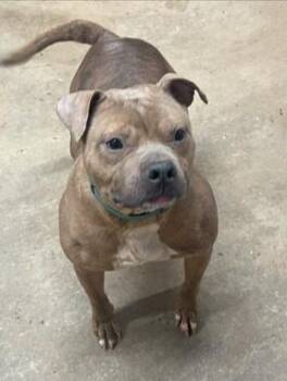 Rescue Pit Bull Terrier Dogs for Adoption in Zuni, Virginia - Sake | PetCurious