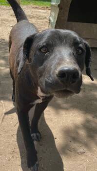 Rescue Labrador Retriever and Shepherd Dogs for Adoption in Tracy City, Tennessee - Mikko | PetCurious