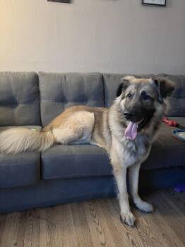 Shepherd Dogs Available for Adoption - Lucas | PetCurious