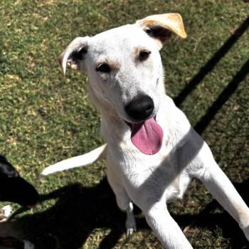 BONNIE BUTTERBEANS -  Mixed Breed Dog for Adoption in Lawton, Oklahoma - BONNIE BUTTERBEANS | PetCurious