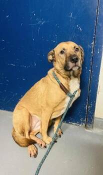 Rescue German Shepherd Dog Dogs for Adoption in Ashland, Virginia - Ella May | PetCurious